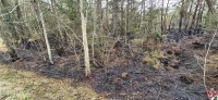 brand_wald_14052025-21